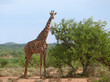Photo of the giraffe in savannah.