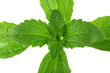 Photo: Stevia Plant from Top Cutout Stevia Plant from Top Cutout