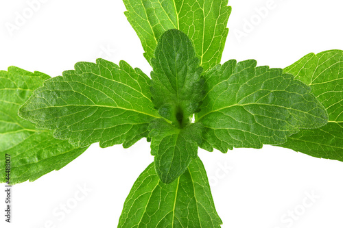 Photo: Stevia Plant from Top Cutout Stevia Plant from Top Cutout