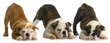 litter of puppies
