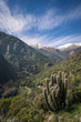 Cactus on a mountain landscape
