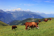 canvas print picture Cows grazing