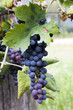 Red wine grapes