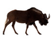 white-tailed gnu. Isolated over white