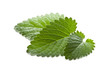 Photo: mint mint