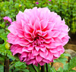 Dahlia flower