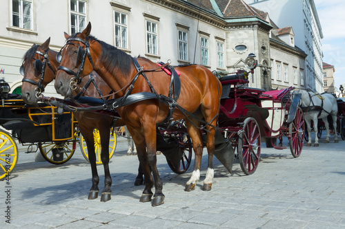 Photo: Horse-drawn Carriage in Vienna Horse-drawn Carriage in Vienna