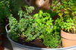 urban gardening