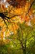 Herbstwald