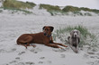 Hunde am Strand