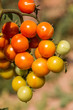 pomodorino