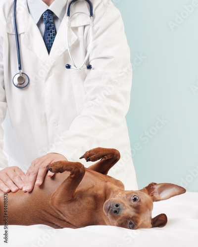 Photo: Dog health Dog health
