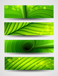 Collection of banners texture of green leaf