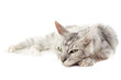 chat maine coon gris