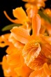 orange flowers dendrobium orchids
