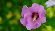 Pink flower in the wind. Closeup.