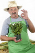 Foto: organic farmer with a achrysanthemums organic farmer with a achrysanthemums