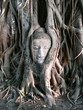 Cabeza de Buda cubierta por la raiz de un arbol en Ayutthaya.