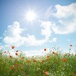 Wildblumenfeld mit Mohnblume, Kornblume und Kamille