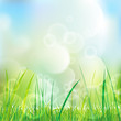 grasback flora und fauna