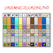 organe - zeit - zuordnungstafel