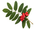rowanberries with leaves