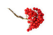 rowanberries