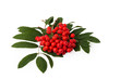rowanberries with leaves
