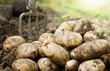 Foto: Close up of fresh organic potatoes in the field Close up of fresh organic potatoes in the field
