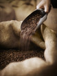 Hand scooping coffee beans in burlap sack