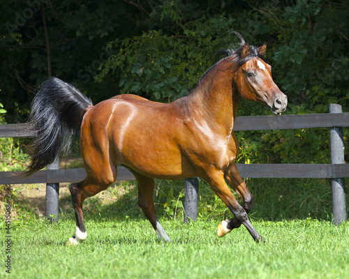 Photo: Arabian Bay Trotting Arabian Bay Trotting