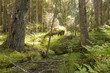 Untouched primeval spruce forest, nature reserve in Sweden