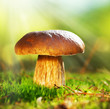 Foto: Cep Mushroom Growing in Autumn Forest. Boletus Cep Mushroom Growing in Autumn Forest. Boletus