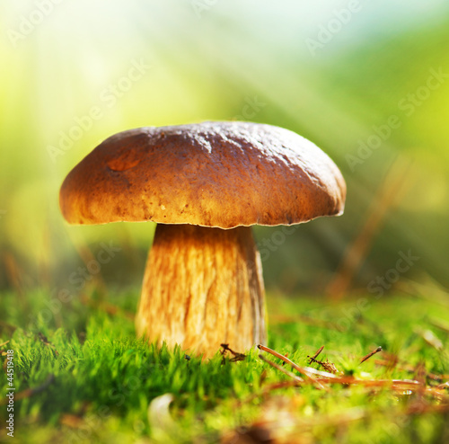 Photo: Cep Mushroom Growing in Autumn Forest. Boletus Cep Mushroom Growing in Autumn Forest. Boletus