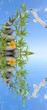 concept nature zen
