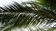 Foglie di palma - Palm leaves