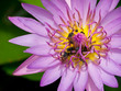 Bees and water lily