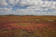 Rural field