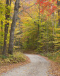 Lane through autumn woods