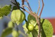 Physalis01