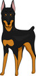 Doberman Pinscher