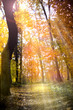 Waldweg