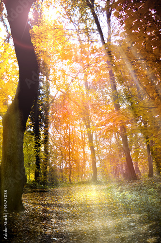 Photo: Waldweg Waldweg
