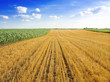 field after harvest