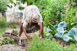 Photo: Old woman in the garden, weeding Old woman in the garden, weeding