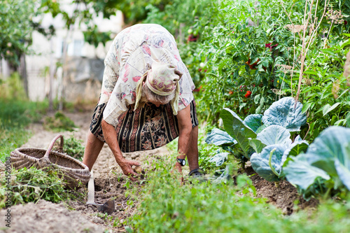 Photo: Old woman in the garden, weeding Old woman in the garden, weeding