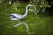 Grey Heron (Ardea cinerea)