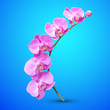 Orchid vector flower illustration. Tropical exotic flower