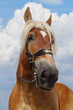 Portrait of horse.