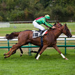 Photo: Course hippique, cheval en tête Course hippique, cheval en tête